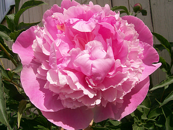 Peony, flower HD wallpaper