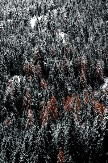 Nature, Trees, Snow, View From Above, Forest HD phone wallpaper
