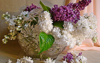 Lilac, basket, pink, white, flower, green, spring HD wallpaper