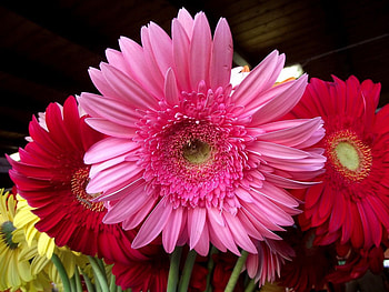 Flowers, Gerberas, Close-Up, Bouquet, Lot HD wallpaper