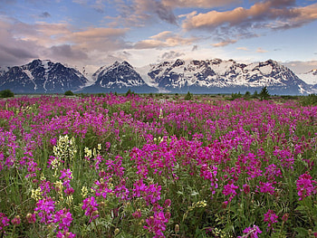 Nature, Flowers, Mountains, Pink, Clouds, Field HD wallpaper