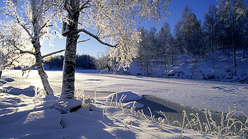 Morning Sun, snow, hills, landscape, trees, birches, road HD wallpaper