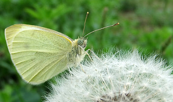 Macro, Light, Light Coloured, Butterfly, Dandelion, Fluff, Fuzz HD wallpaper