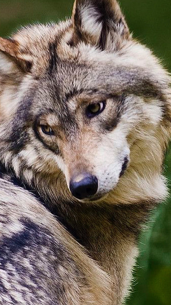 Wolf, Wolf Face HD phone wallpaper
