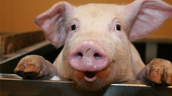 ... funny pig home ... HD wallpaper