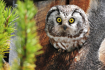 Owl, animal, cute, bird HD wallpaper