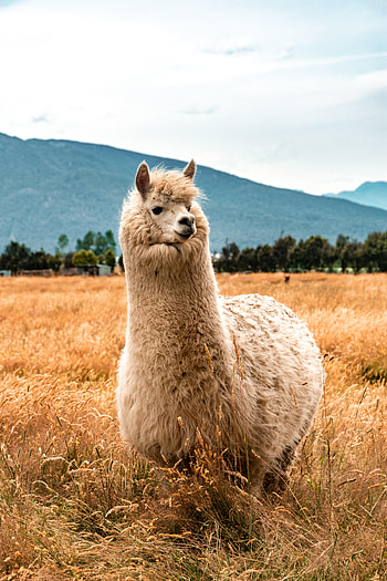 Animals, Fluffy, Animal, Hill, Llama, Lama HD phone wallpaper