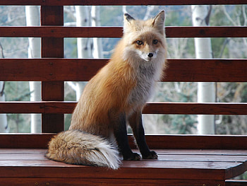 Animals, Fox, Sit, Animal, Bench HD wallpaper