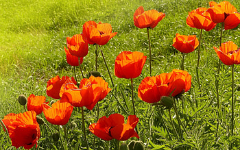 Poppies, grass, flowers, red HD wallpaper