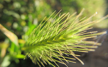 Sun, Plant, Macro HD wallpaper