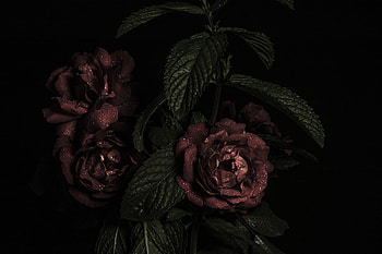 Flowers, Roses, Dark, Petals, Buds HD wallpaper