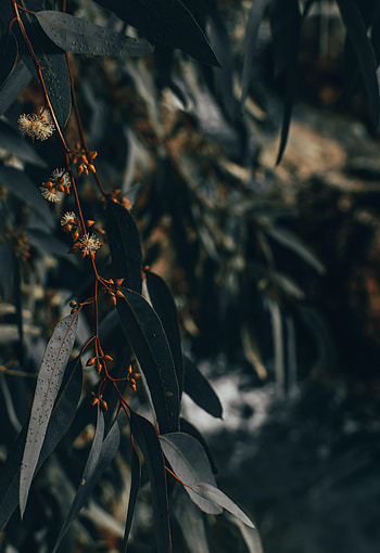 Nature, Leaves, Plant, Bloom, Flowering, Branch HD phone wallpaper