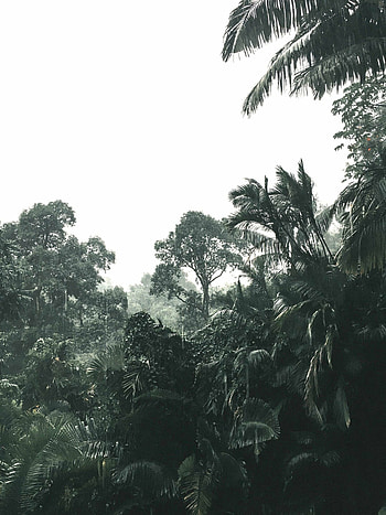 Classic rainforest decor, Timeless beauty, Nature's touch, Earthy elegance HD phone wallpaper