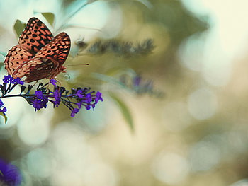 Flower, Macro, Butterfly, Monarch Butterfly, Butterfly Monarch HD wallpaper