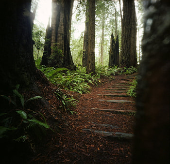 Road to paradise, paradise, road, nature, forest, tree HD wallpaper