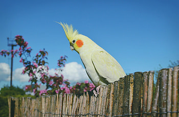Cool cockatiel , Stylish bird backgrounds, Trendy avian graphy, Vibrant plumage HD wallpaper