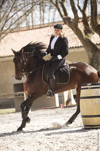 Classical riding, Equitation HD phone wallpaper
