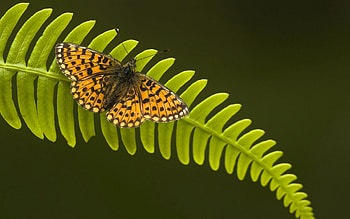 BUTTERFLY, Leaf, Insect, Wings, Fern HD wallpaper