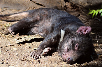 Tasmanian devil, sunlight, bright, hot, the, In HD wallpaper