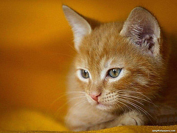 sweet looking but bashful,shy timid, kitty, bashful, young, shy, timid HD wallpaper