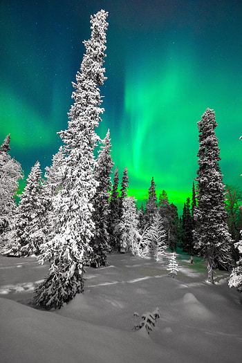 Winter, trees, Northern lights, sky, night HD phone wallpaper