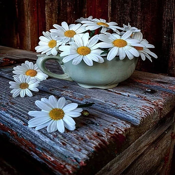 Daisy, White, Flowers, Daisies, Wood HD wallpaper
