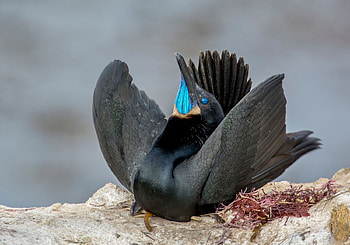 Brandts Cormorant, Cormorant, , Birds HD wallpaper