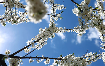 Flowers, Sky, Bloom, Flowering, Branch, Spring HD wallpaper