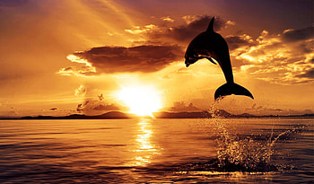 Ocean sunset, Mellow waves, Tropical paradise, Shoreline tranquility HD wallpaper