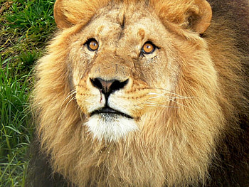 You Talking to Me, mane, king, face, cute, grass, lion, wild HD wallpaper