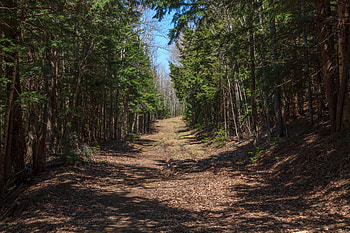 Landscape, Nature, Road, Forest HD wallpaper