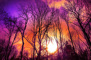 Nature, Trees, Sunset, Autumn HD wallpaper