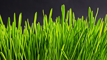 Aesthetic grass , Green nature, Serene landscapes, Vibrant greens HD wallpaper
