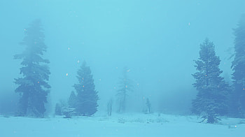 Winter Bliss: Snowy Forest, snowy landscape, winter, snow, fog, tree HD wallpaper