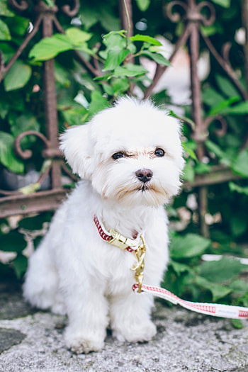 Animals, Dog, Pet, Puppy, Maltese HD phone wallpaper