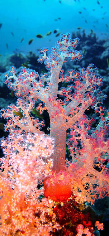 Coral HD phone wallpaper