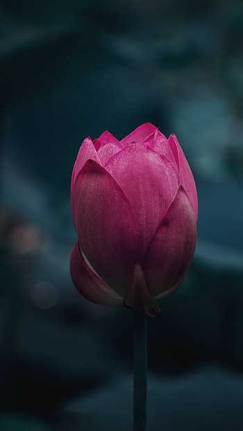 Bud, Lotus (Flower) HD phone wallpaper