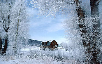 Nature, Trees, House, Frost, Hoarfrost HD wallpaper
