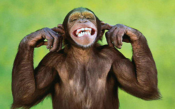 Primate , Primate family, Primate diversity, Tree-dwelling creatures HD wallpaper