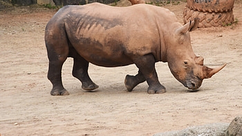 Maryland Zoo, Rhino HD wallpaper