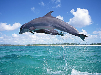Animals, Dolfins, Sea HD wallpaper