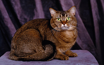 Funky cat, kitten, purple, brown, cat HD wallpaper