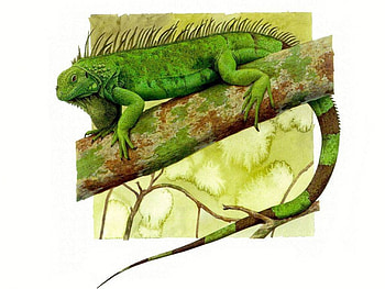 Iguana Art, branch, iguana, lizard, art HD wallpaper