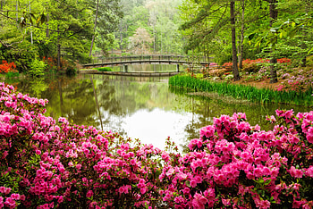 Park tranquility, azaleas, garden, beautiful, peaceful, reflections, lake, park, serenity, summer, bridge, trees, flowers, forest, pond HD wallpaper