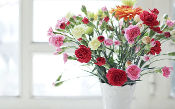 Vase, Carnations HD wallpaper
