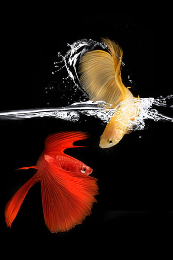 A stunning display of colorful betta fish swimming elegantly against a dark background. HD phone wallpaper
