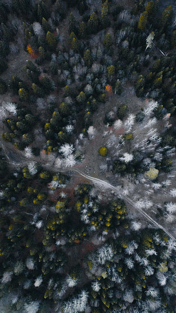 Forest, nature, aerial view, trees HD phone wallpaper