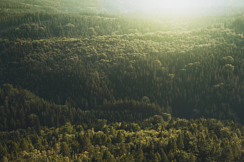 Nature, Trees, View From Above, Shine, Light HD wallpaper