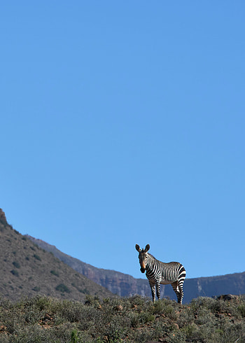 Animals, Grass, Zebra, Wildlife, Animal HD phone wallpaper