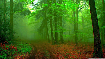 Misty Forest, trees, forests, nature, mists HD wallpaper
